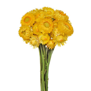 Strawflower (Helicrysum)