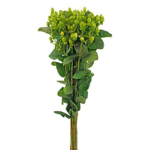 Hypericum