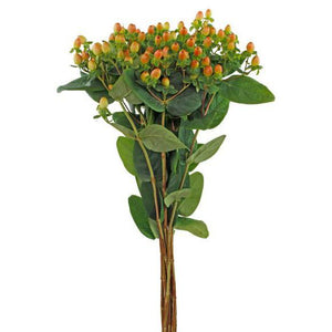 Hypericum