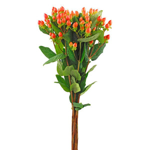 Hypericum