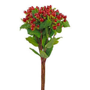 Hypericum