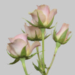 Ilse