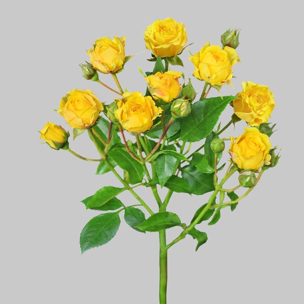 Spray Roses La Hacienda Flowers