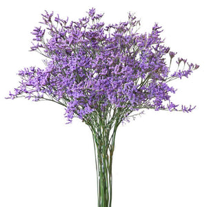 Limonium