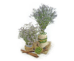 Limonium (Assorted Colors) - Solid Box