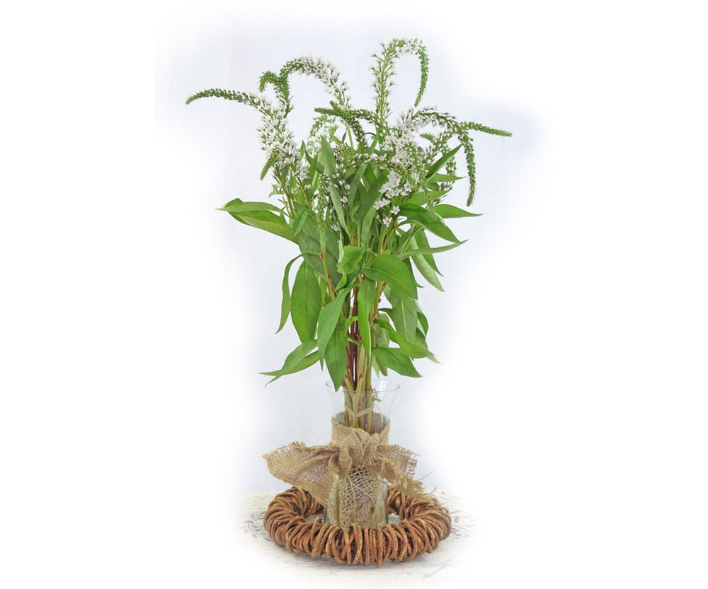 Lysimachia - Solid Box