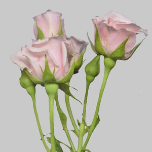 Pink Majolika