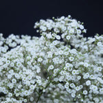 Gypsophila