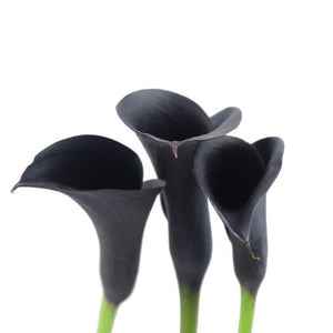 Mini Callas (Zantedeschia)