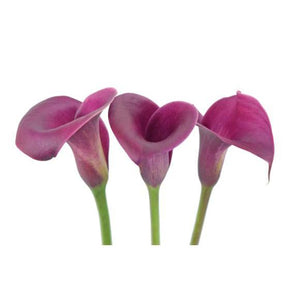 Mini Callas (Zantedeschia)