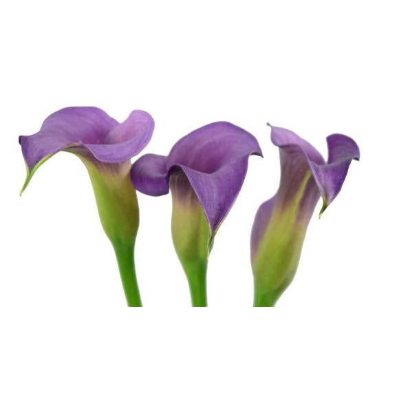 Mini Callas (Zantedeschia)