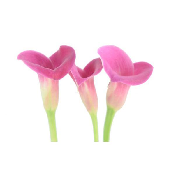 Mini Callas (Zantedeschia)