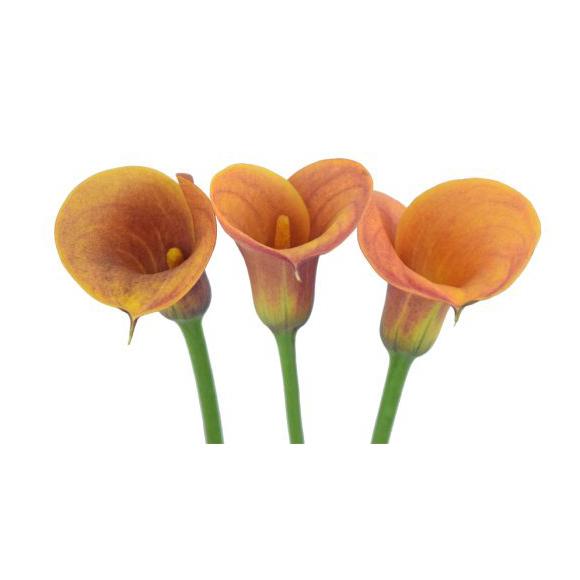 Mini Callas (Zantedeschia)