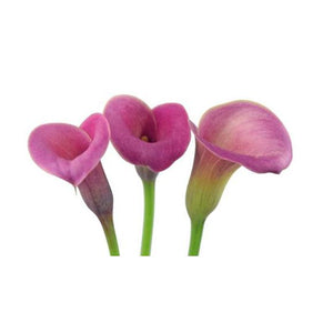 Mini Callas (Zantedeschia)