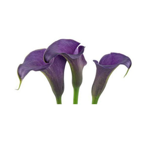 Mini Callas (Zantedeschia)
