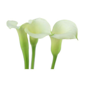 Mini Callas (Zantedeschia)