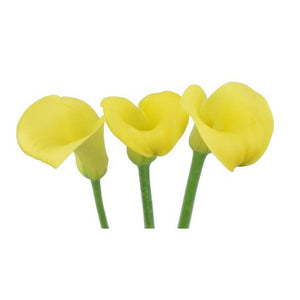 Mini Callas (Zantedeschia)