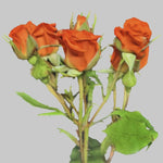 Neorange