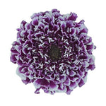 Scabiosa