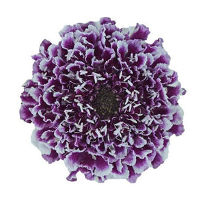 Scabiosa