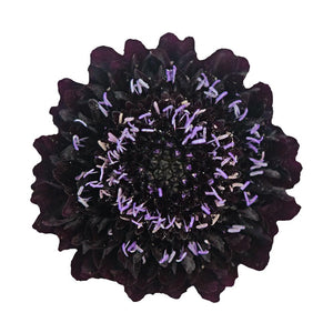 Scabiosa