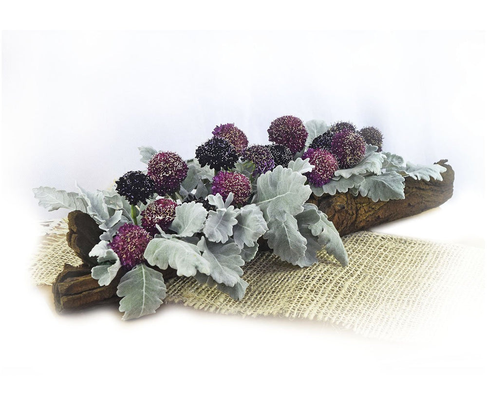 Scabiosa (Assorted Colors) - Solid Box