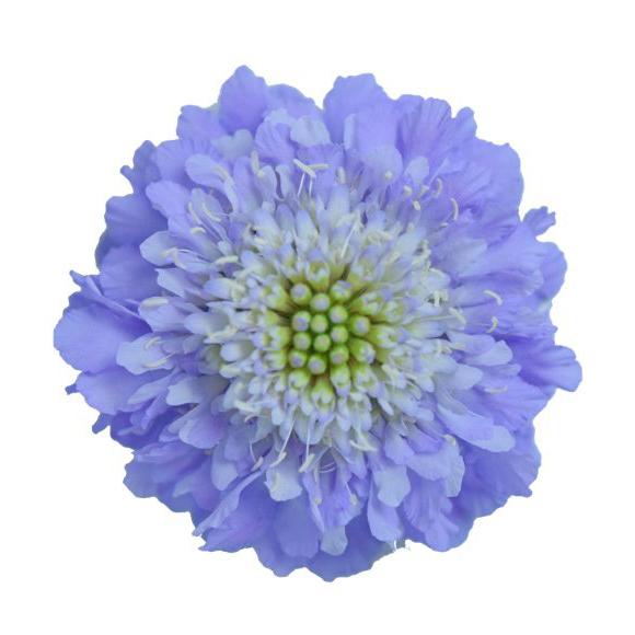 Scabiosa