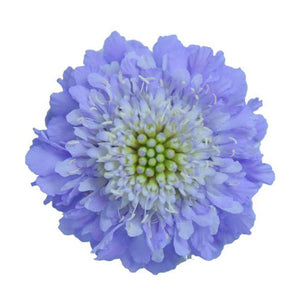 Scabiosa