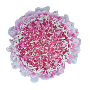 Scabiosa
