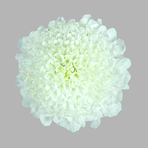 Scabiosa
