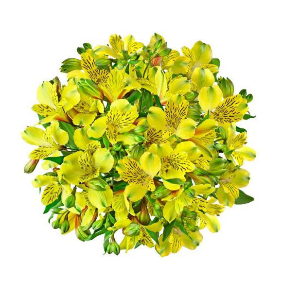 Alstroemeria (Assorted Colors) - Solid Box