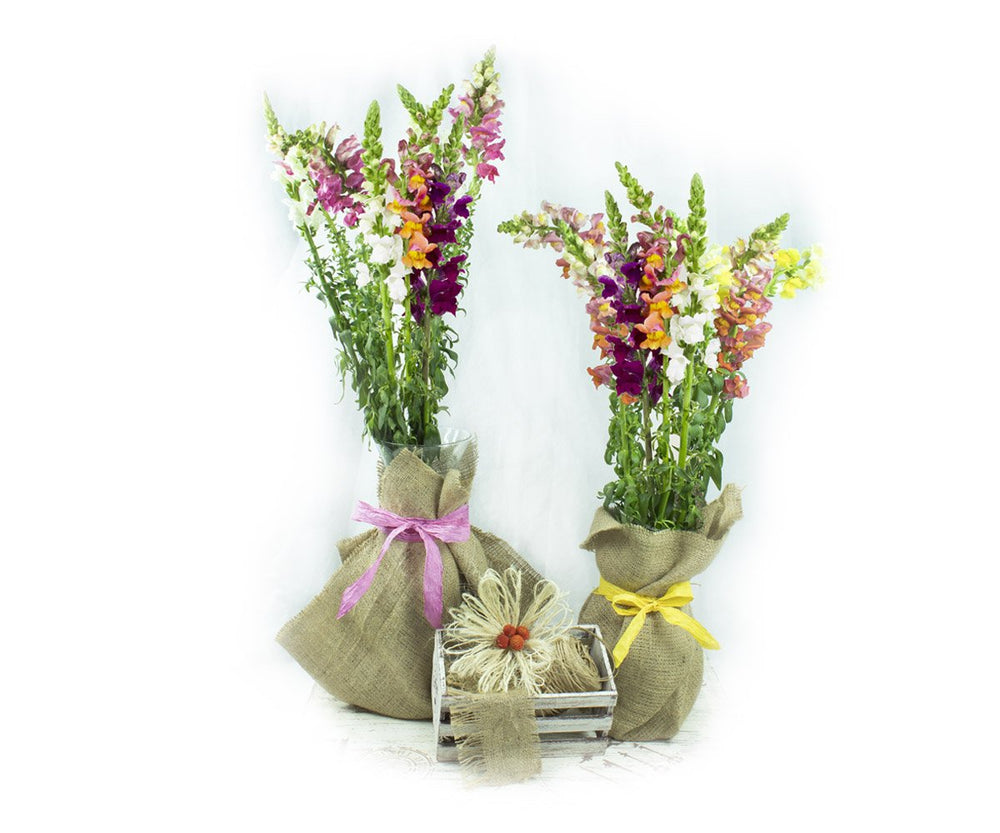 Snap Dragon (Assorted Colors) - Solid Box
