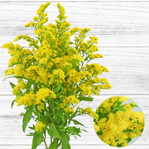 Solidago Morning Glory - Solid Box