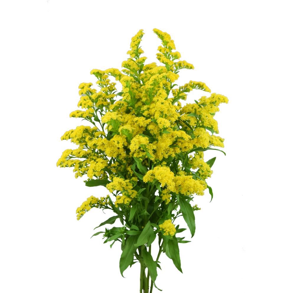 Solidago