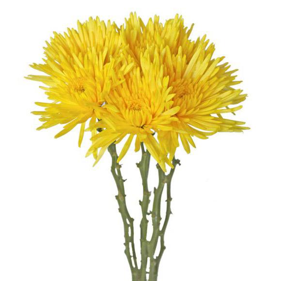 Spidermums - Anastasias (Assorted Colors) - Solid Box