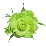 Super Green