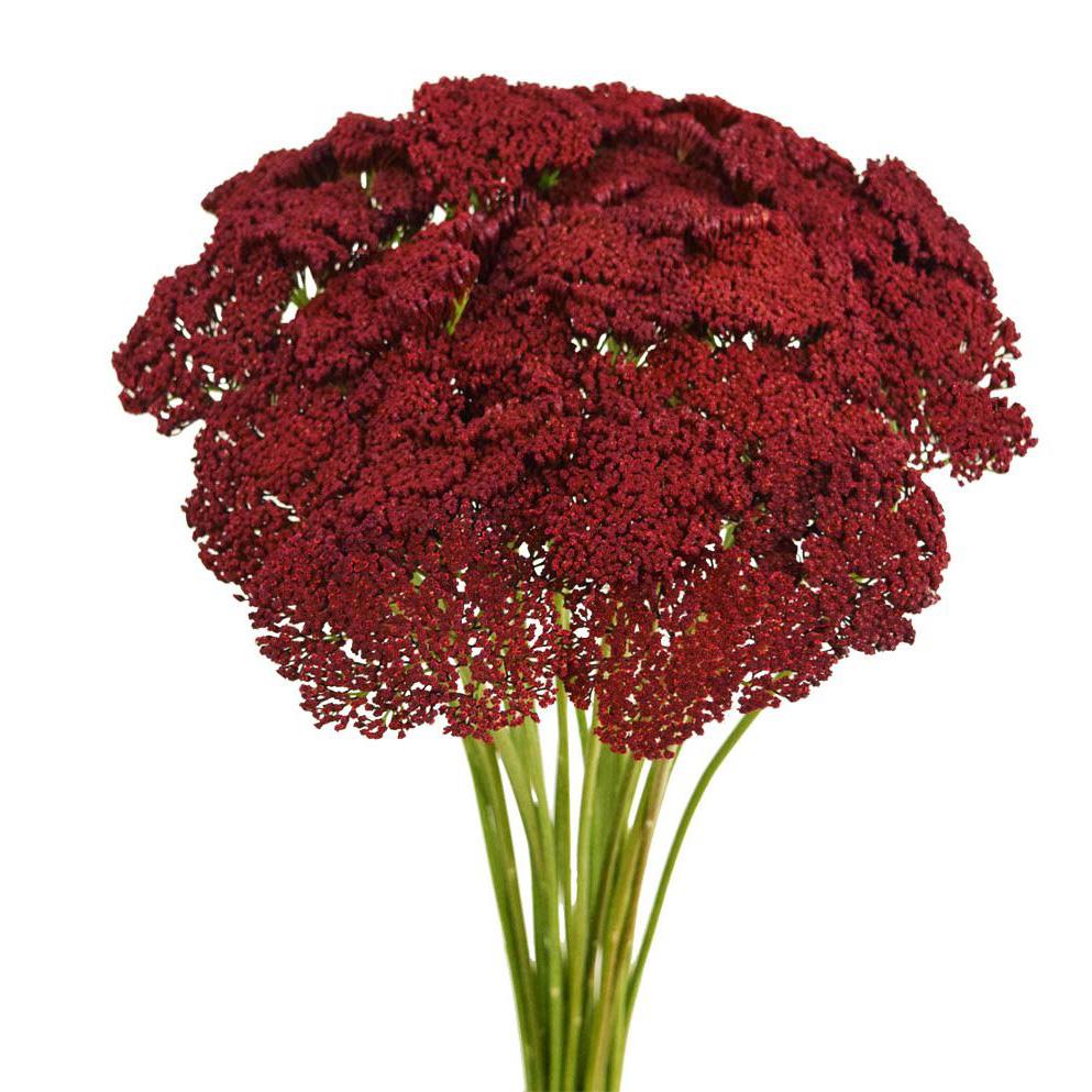 Achillea Tinted Red