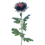 Spidermum Tinted Black & Orange