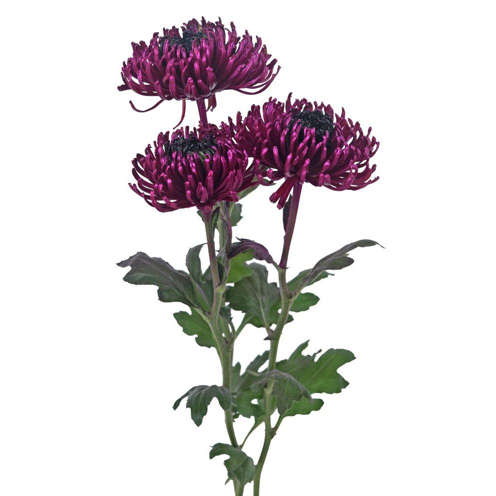 Spidermum Tinted Pink & Black