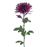 Spidermum Tinted Pink & Black