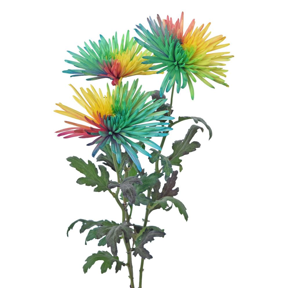 Spidermum Tinted Rainbow