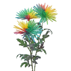 Spidermum Tinted Rainbow