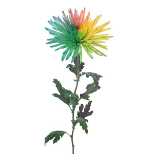 Spidermum Tinted Rainbow