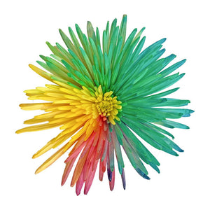 Spidermum Tinted Rainbow