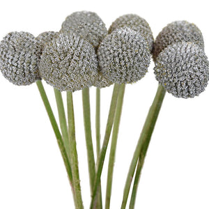 Craspedia Tinted Gray