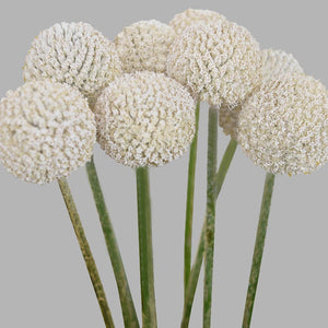 Craspedia Tinted White