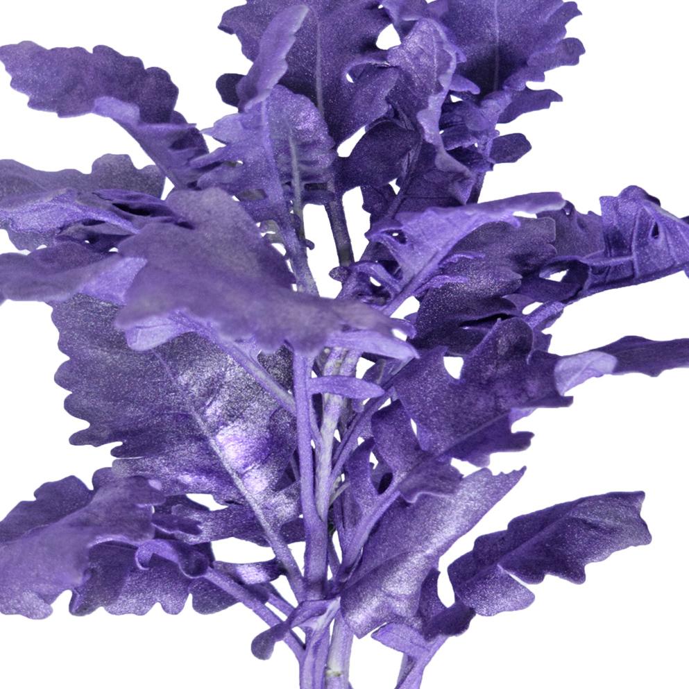 Dusty Miller Tinted Purple Metalized – La Hacienda Flowers