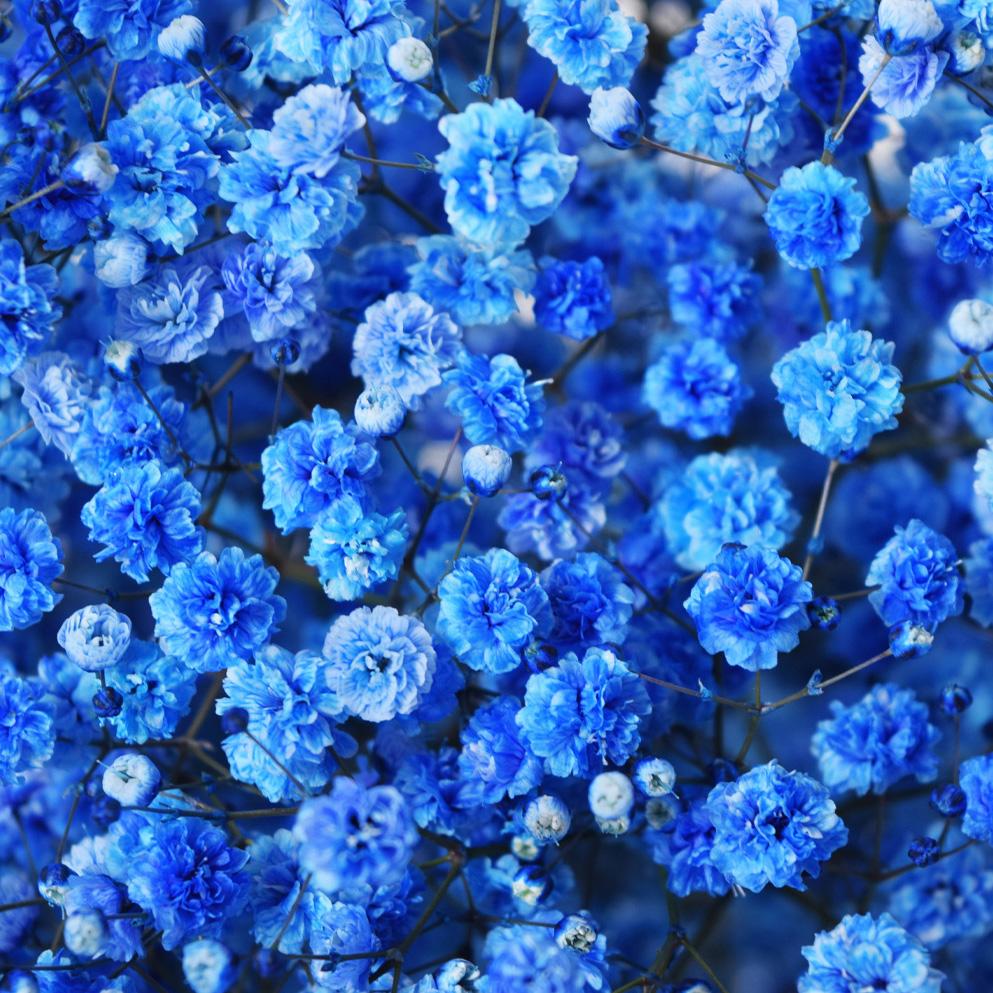 Gypsophila Tinted Blue