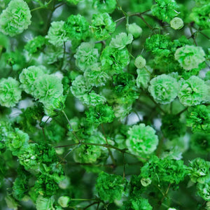 Gypsophila Tinted Dark Green
