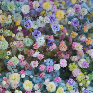 Gypsophila Tinted Dark Rainbow